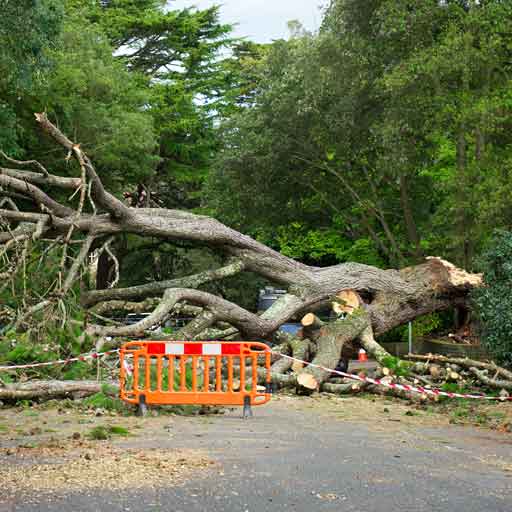 Aurora-Tree-Removal-Service-Storm-Damage