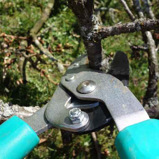 Aurora-Tree-Removal-Service-Tree-Pruning-Service
